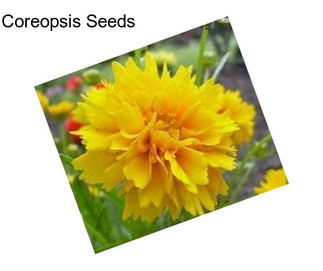 Coreopsis Seeds