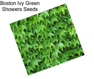 Boston Ivy Green Showers Seeds