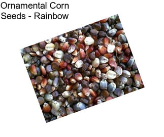 Ornamental Corn Seeds - Rainbow