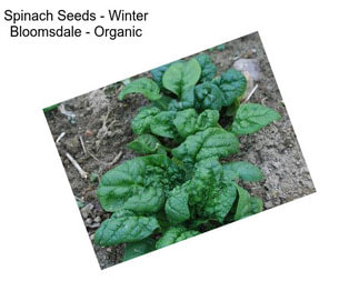 Spinach Seeds - Winter Bloomsdale - Organic