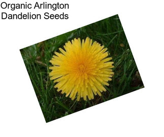 Organic Arlington Dandelion Seeds