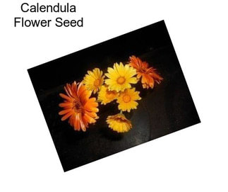 Calendula Flower Seed