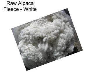 Raw Alpaca Fleece - White