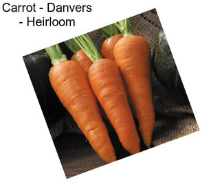Carrot - Danvers - Heirloom