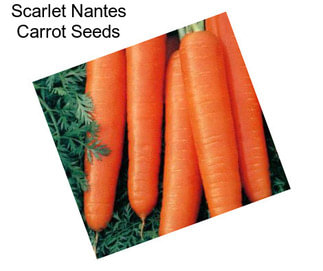 Scarlet Nantes Carrot Seeds