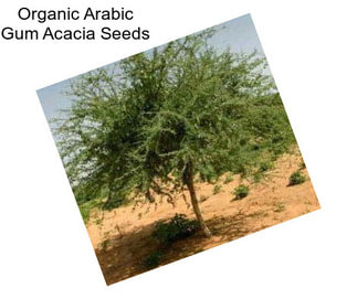 Organic Arabic Gum Acacia Seeds