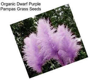 Organic Dwarf Purple Pampas Grass Seeds