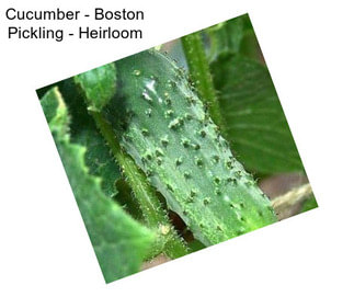 Cucumber - Boston Pickling - Heirloom