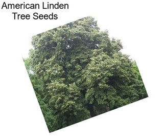 American Linden Tree Seeds