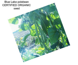 Blue Lake polebean CERTIFIED ORGANIC seed