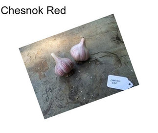 Chesnok Red