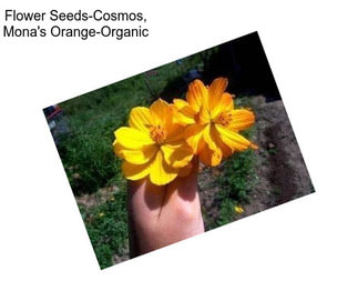 Flower Seeds-Cosmos, Mona\'s Orange-Organic