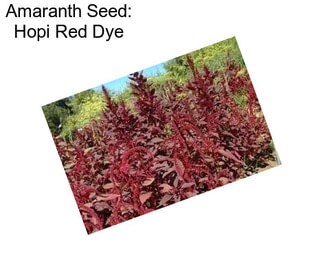 Amaranth Seed: Hopi Red Dye
