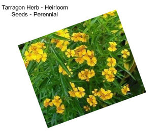 Tarragon Herb - Heirloom Seeds - Perennial