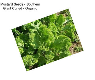 Mustard Seeds - Southern Giant Curled - Organic