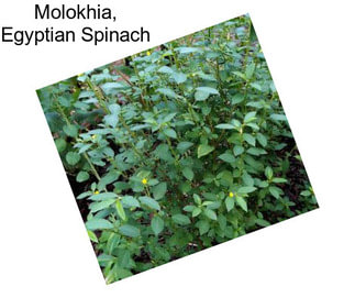 Molokhia, Egyptian Spinach
