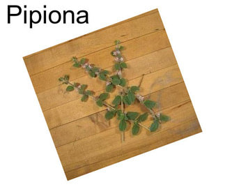 Pipiona