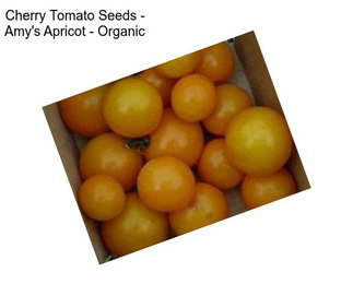 Cherry Tomato Seeds - Amy\'s Apricot - Organic