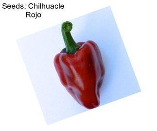 Seeds: Chilhuacle Rojo