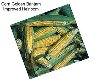 Corn Golden Bantam Improved Heirloom