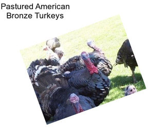 Pastured American Bronze Turkeys