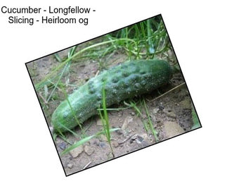 Cucumber - Longfellow - Slicing - Heirloom og