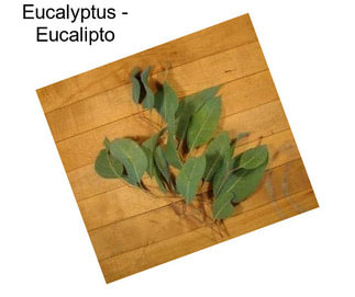 Eucalyptus - Eucalipto