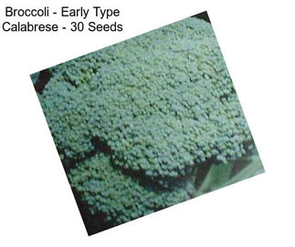 Broccoli - Early Type Calabrese - 30 Seeds