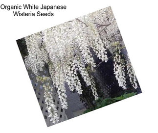 Organic White Japanese Wisteria Seeds