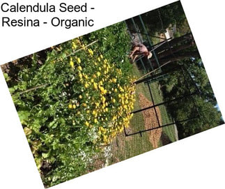 Calendula Seed - Resina - Organic