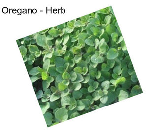 Oregano - Herb