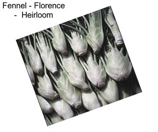 Fennel - Florence -  Heirloom