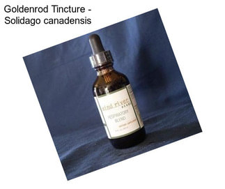 Goldenrod Tincture - Solidago canadensis