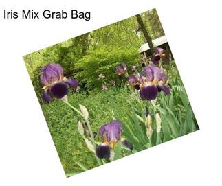 Iris Mix Grab Bag