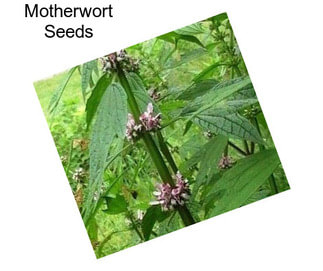 Motherwort Seeds