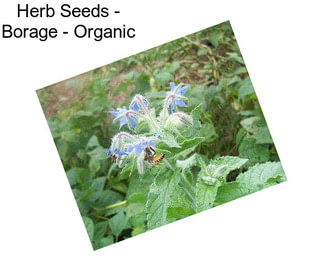 Herb Seeds - Borage - Organic