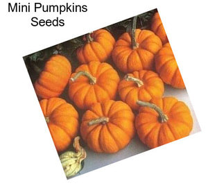 Mini Pumpkins Seeds