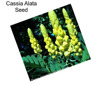 Cassia Alata Seed