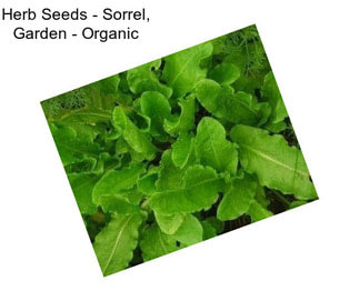 Herb Seeds - Sorrel, Garden - Organic