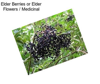 Elder Berries or Elder Flowers / Medicinal