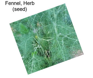 Fennel, Herb (seed)