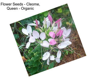 Flower Seeds - Cleome, Queen - Organic