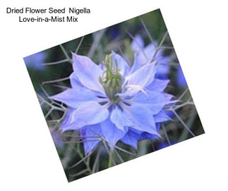 Dried Flower Seed  Nigella Love-in-a-Mist Mix