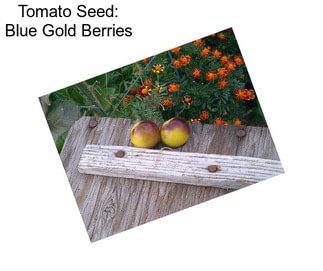 Tomato Seed: Blue Gold Berries