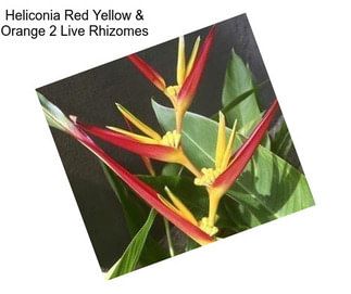 Heliconia Red Yellow & Orange 2 Live Rhizomes