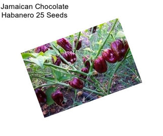 Jamaican Chocolate Habanero 25 Seeds