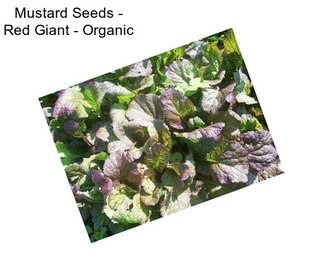 Mustard Seeds - Red Giant - Organic
