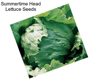 Summertime Head Lettuce Seeds
