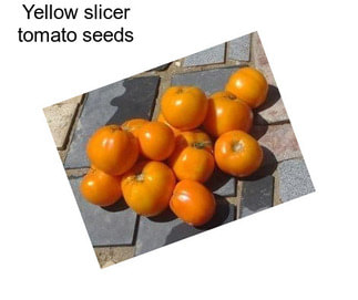 Yellow slicer tomato seeds
