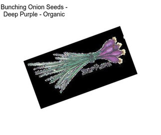 Bunching Onion Seeds - Deep Purple - Organic